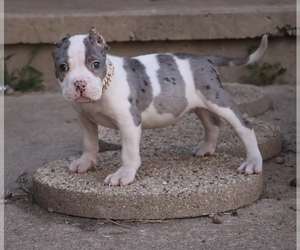 American Bully Puppy for Sale in CHAMPAIGN, Illinois USA
