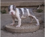 Small American Bully
