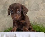 Small #9 Dachshund