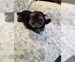Small Photo #13 Yorkshire Terrier Puppy For Sale in RHOADESVILLE, VA, USA