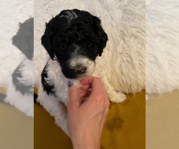 Medium Photo #4 Goldendoodle Puppy For Sale in LINCOLN, NE, USA