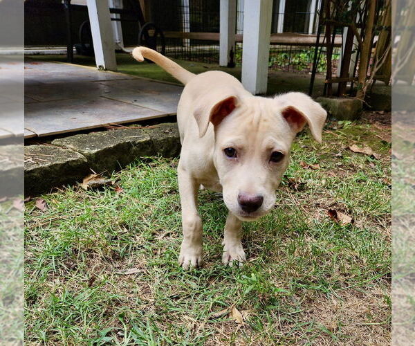 Medium Photo #11 Labrador Retriever-Unknown Mix Puppy For Sale in Mooresville, NC, USA