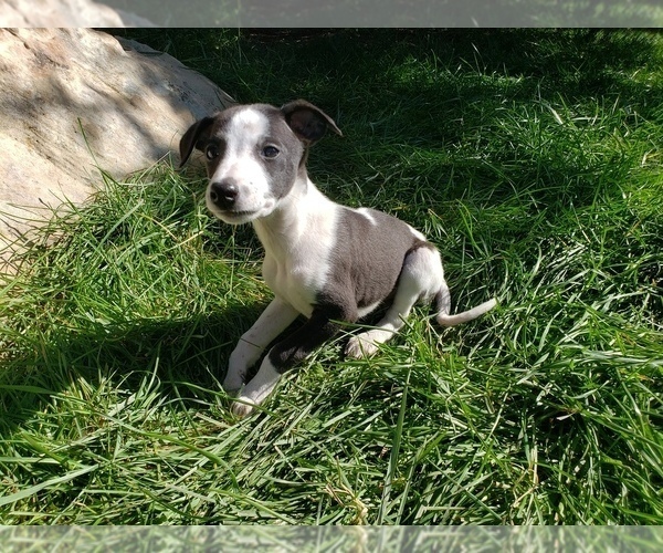 Medium Photo #2 Whippet Puppy For Sale in PARKER, CO, USA