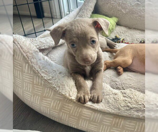 Medium Photo #5 Chihuahua-Unknown Mix Puppy For Sale in San Diego, CA, USA