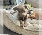 Small #4 Chihuahua Mix