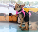 Small #3 Chihuahua Mix