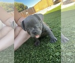 Puppy Blue French Bulldog