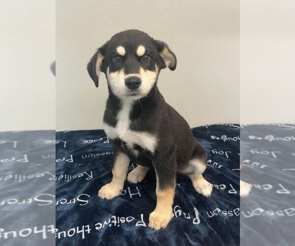 Medium Photo #4 Siberian Husky-Unknown Mix Puppy For Sale in Osgood, IN, USA