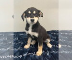 Small #3 Siberian Husky Mix
