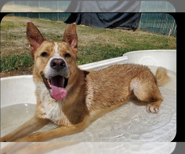 Medium Photo #8 Mutt Puppy For Sale in The Woodlands, TX, USA