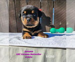 Puppy Autumn Rottweiler