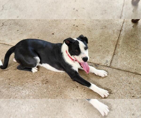 Medium Photo #4 Border Collie-Staffordshire Bull Terrier Mix Puppy For Sale in Wakefield, RI, USA