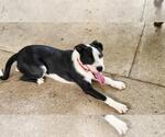 Small #3 Border Collie-Staffordshire Bull Terrier Mix