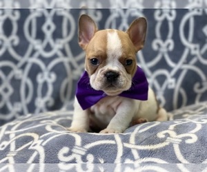 French Bulldog Puppy for sale in LAKELAND, FL, USA