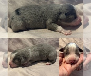 Miniature Australian Shepherd Puppy for sale in BROOKER, FL, USA