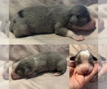 Image preview for Ad Listing. Nickname: Blue Merle male