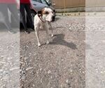 Small #2 Mutt