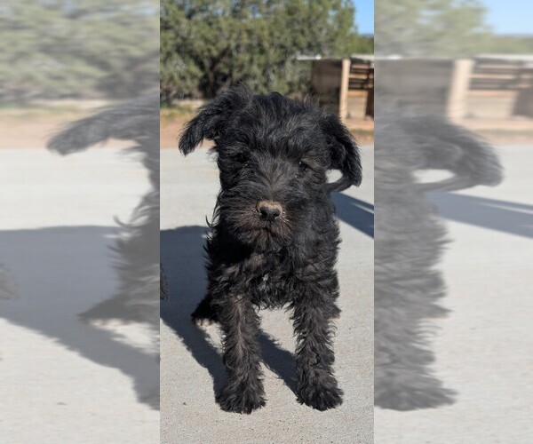 Medium Photo #2 Schnauzer (Miniature) Puppy For Sale in SHOW LOW, AZ, USA