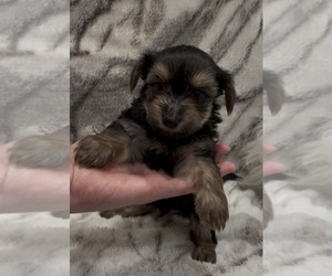 Yorkshire Terrier Puppy for Sale in MOUNT CARMEL, Pennsylvania USA