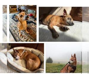 Miniature Pinscher Dogs for adoption in Plantation, FL, USA