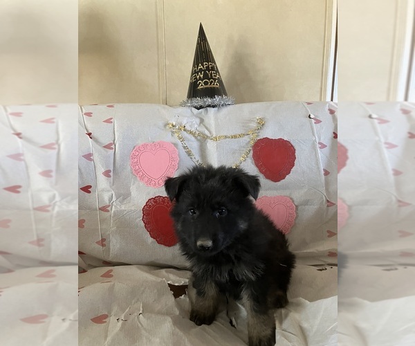 Medium Photo #10 German Shepherd Dog Puppy For Sale in FORT COLLINS, CO, USA