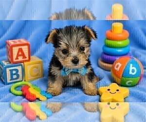 Yorkshire Terrier Puppy for sale in NAPLES, FL, USA