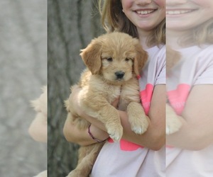 Goldendoodle Puppy for sale in EVART, MI, USA