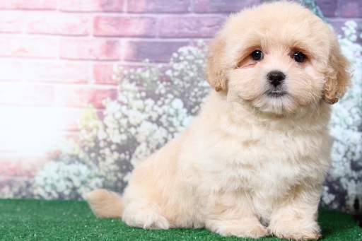 Medium Photo #5 Lhasa-Poo Puppy For Sale in BEL AIR, MD, USA