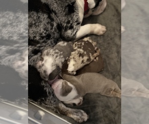 English Bulldog Puppy for Sale in LEHIGH ACRES, Florida USA