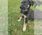 Small Photo #2 German Shepherd Dog Puppy For Sale in LONG PRAIRIE, MN, USA