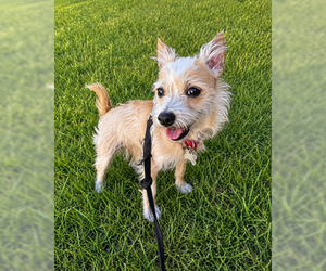 Pikachu - Female Cairn Terrier-Unknown Mix Dog for Adoption - Photo #9