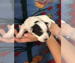 Small #10 Pembroke Welsh Corgi-Poodle (Miniature) Mix