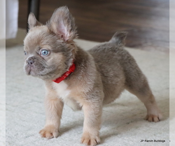Medium Photo #8 French Bulldog Puppy For Sale in WINNSBORO, TX, USA