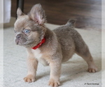 Small #7 French Bulldog