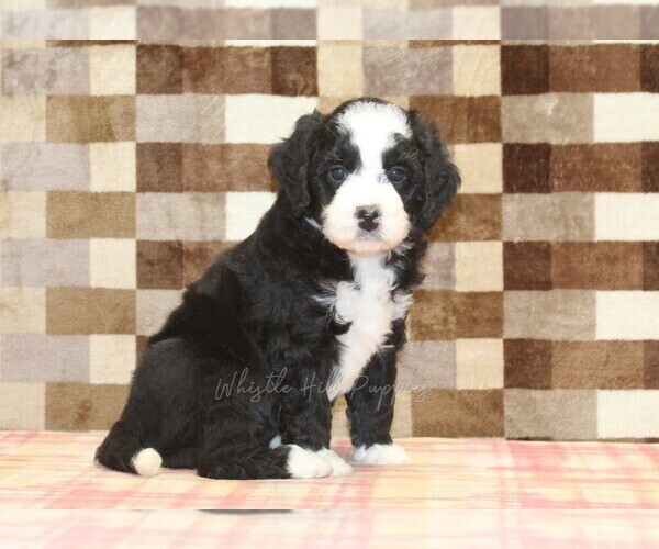 Medium Photo #5 Bernedoodle (Miniature) Puppy For Sale in DENVER, PA, USA
