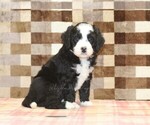 Small #4 Bernedoodle (Miniature)