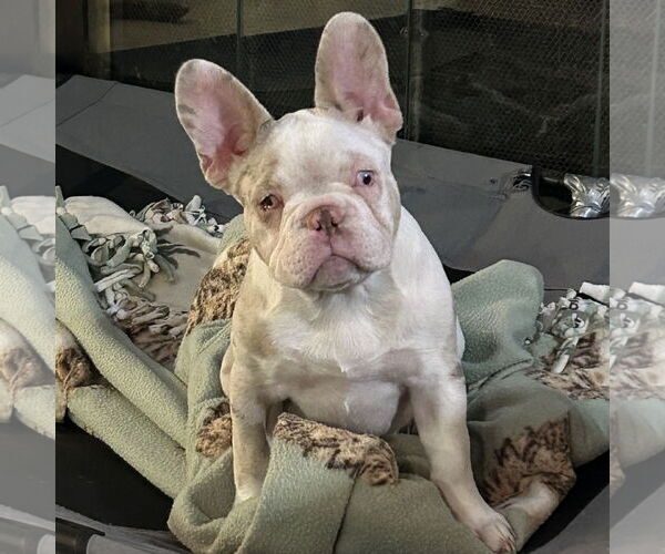 Medium Photo #1 French Bulldog Puppy For Sale in Fair Oaks, CA, USA