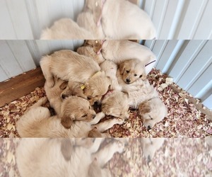 Golden Retriever Puppy for sale in OLIVER SPRINGS, TN, USA