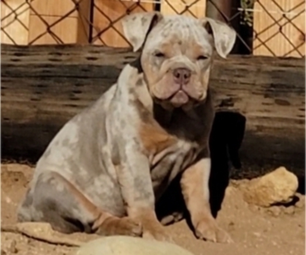Medium Photo #5 English Bulldog Puppy For Sale in HESPERIA, CA, USA