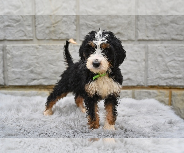Medium Photo #3 Bernedoodle Puppy For Sale in MILLERSBURG, OH, USA