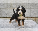Small #2 Bernedoodle