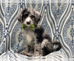Small Photo #3 Old English Sheepdog-Poodle (Miniature) Mix Puppy For Sale in LAKELAND, FL, USA
