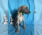 Puppy Yang Great Dane