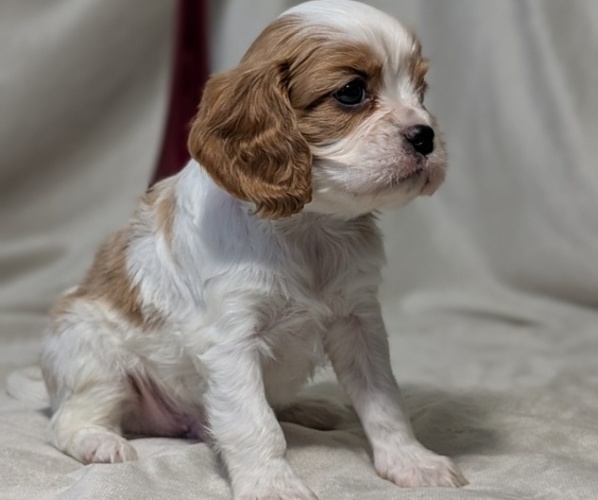 Medium Photo #49 Cavalier King Charles Spaniel Puppy For Sale in GOSHEN, IN, USA