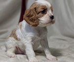 Small #11 Cavalier King Charles Spaniel