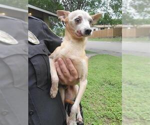 Chihuahua-Unknown Mix Dogs for adoption in San Antonio, TX, USA