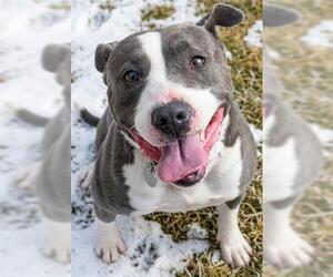 Staffordshire Bull Terrier-Unknown Mix Dogs for adoption in Akron, OH, USA