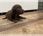 Small #4 --Border Collie Mix