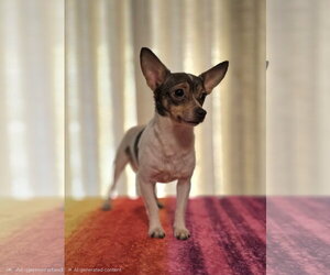 COCO BEAN - Female Chihuahua Dog for Adoption - Photo #2