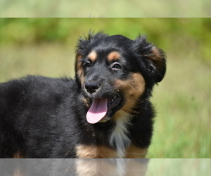 Miniature Australian Shepherd Puppy for sale in PALM COAST, FL, USA